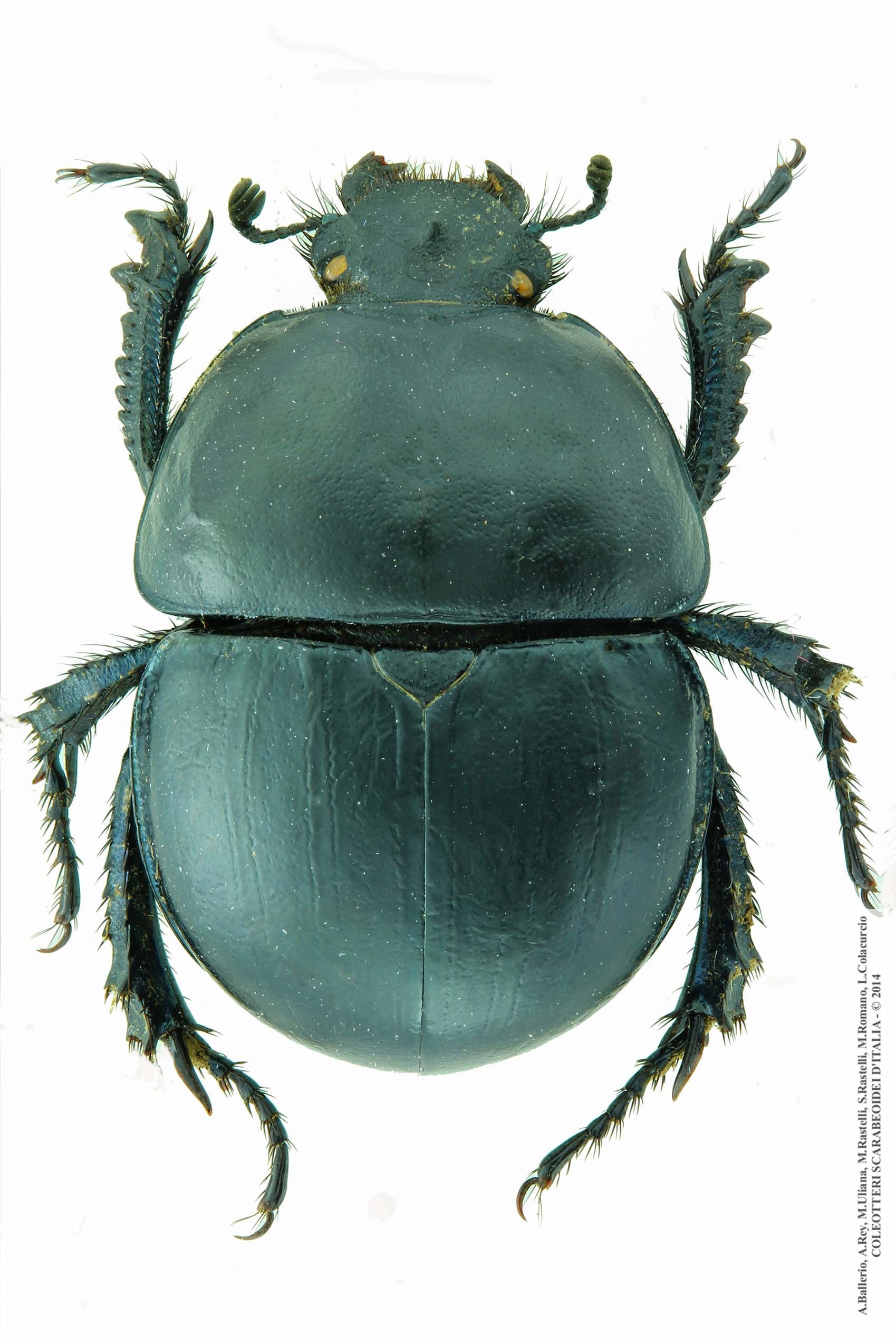Jekelius intermedius, maschio